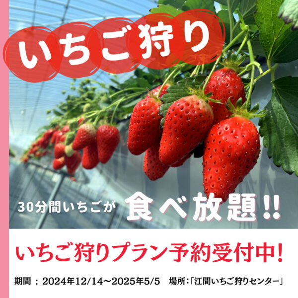 いちご狩りチケット付きプラン🍓